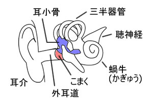 耳の構造