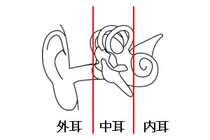 耳の構造